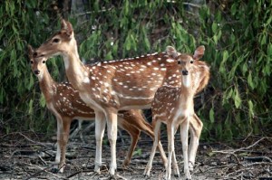 Sundarbans National Park travel guide