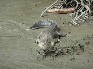 Sundarbans National Park travel guide