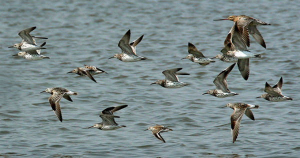 The Bar Tailed Godwit Bird Navigation System