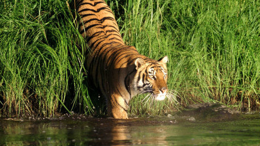 Sundarbans Tiger National Park