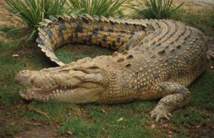 Crocodiles at iSimangaliso Wetland Park