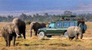 Kenya Elephants Safari