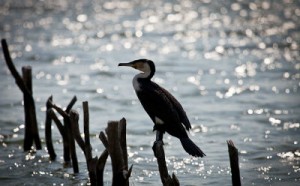 Species Bird at iSimangaliso Wetland Park